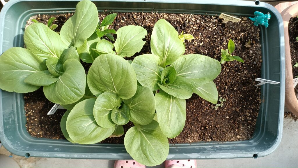 家庭菜園 2025年春 チンゲン菜