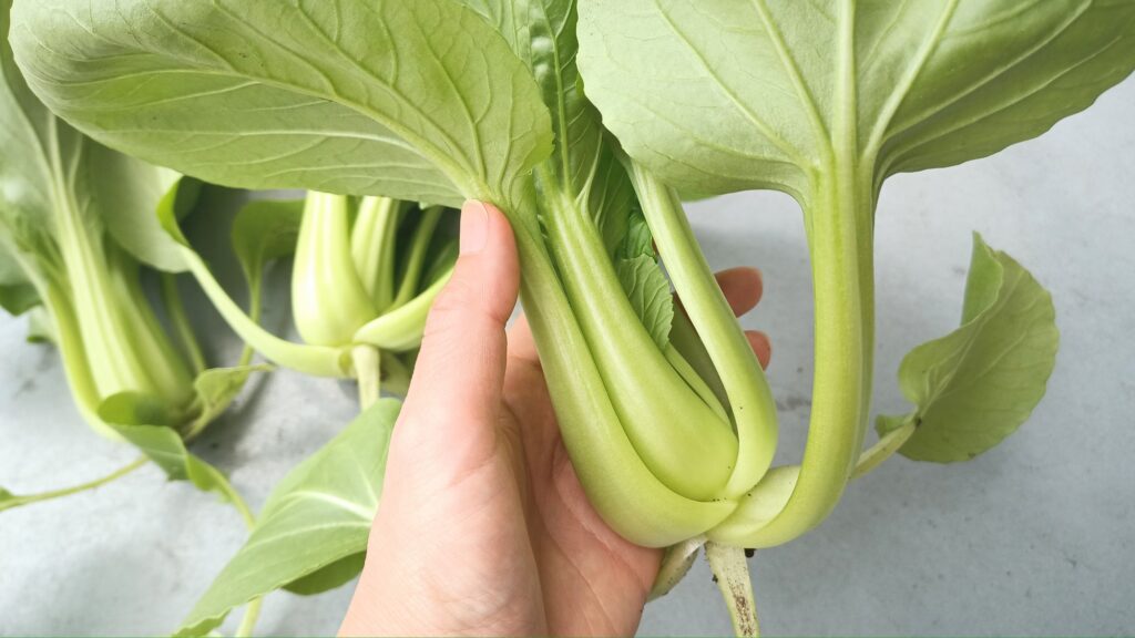 家庭菜園 2025年春 チンゲン菜