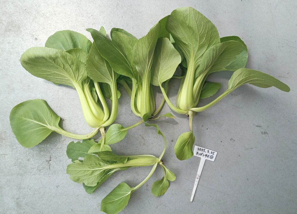 家庭菜園 2025年春 チンゲン菜