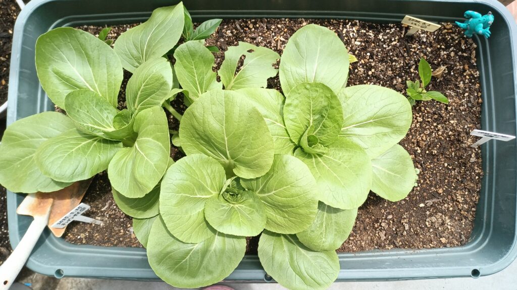 家庭菜園 2025年春 チンゲン菜
