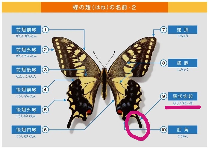 2025年 小さなアゲハ蝶