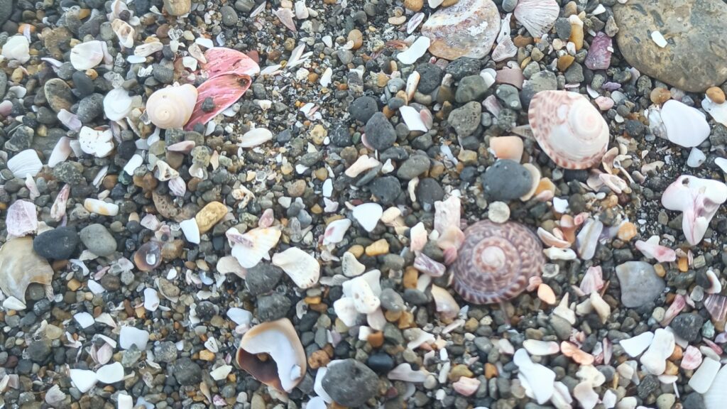 金田海岸の貝殻