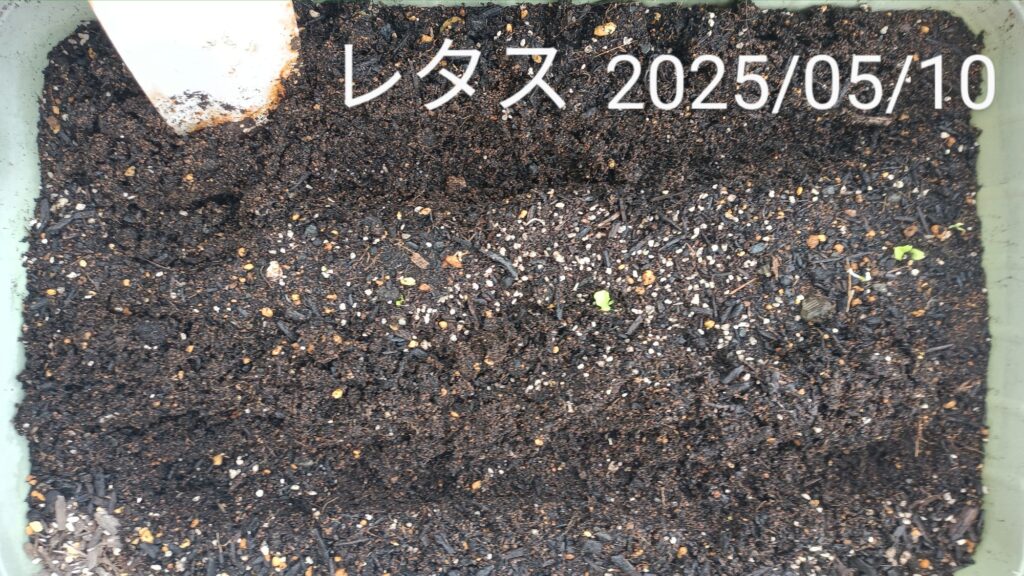 2025年 レタス栽培 家庭菜園
