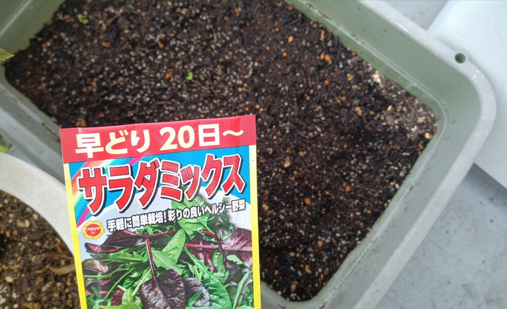2025年 レタス栽培 家庭菜園