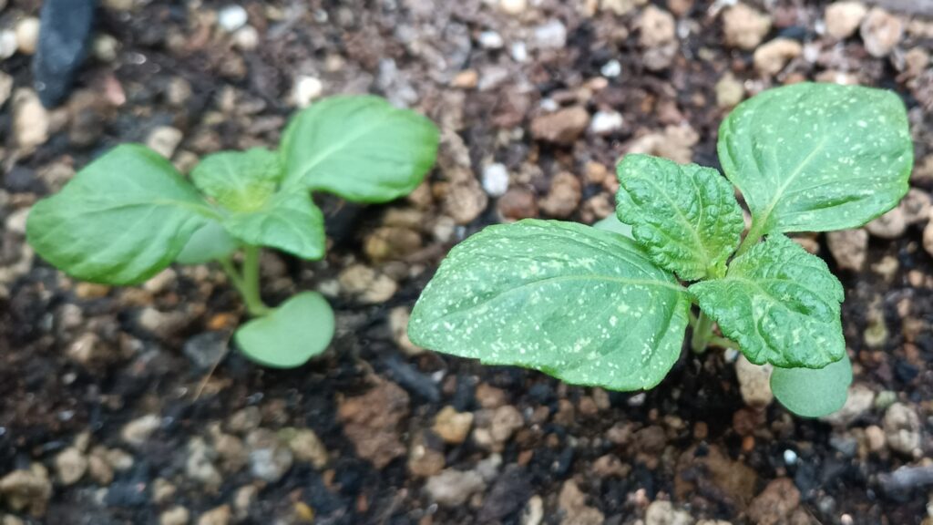 家庭菜園 プランター 青しそ 大葉 種