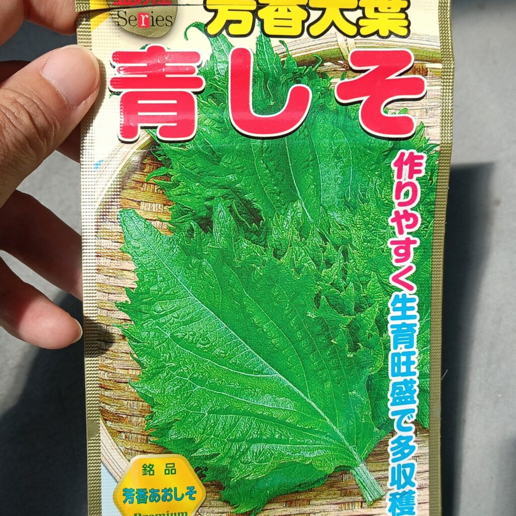 家庭菜園 プランター 青しそ 大葉 種その②