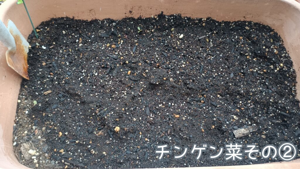 2025年 家庭菜園 プランター チンゲン菜