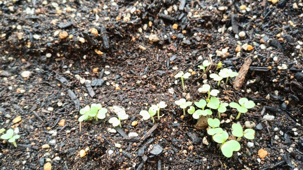 家庭菜園 プランター栽培 チンゲン菜 2025