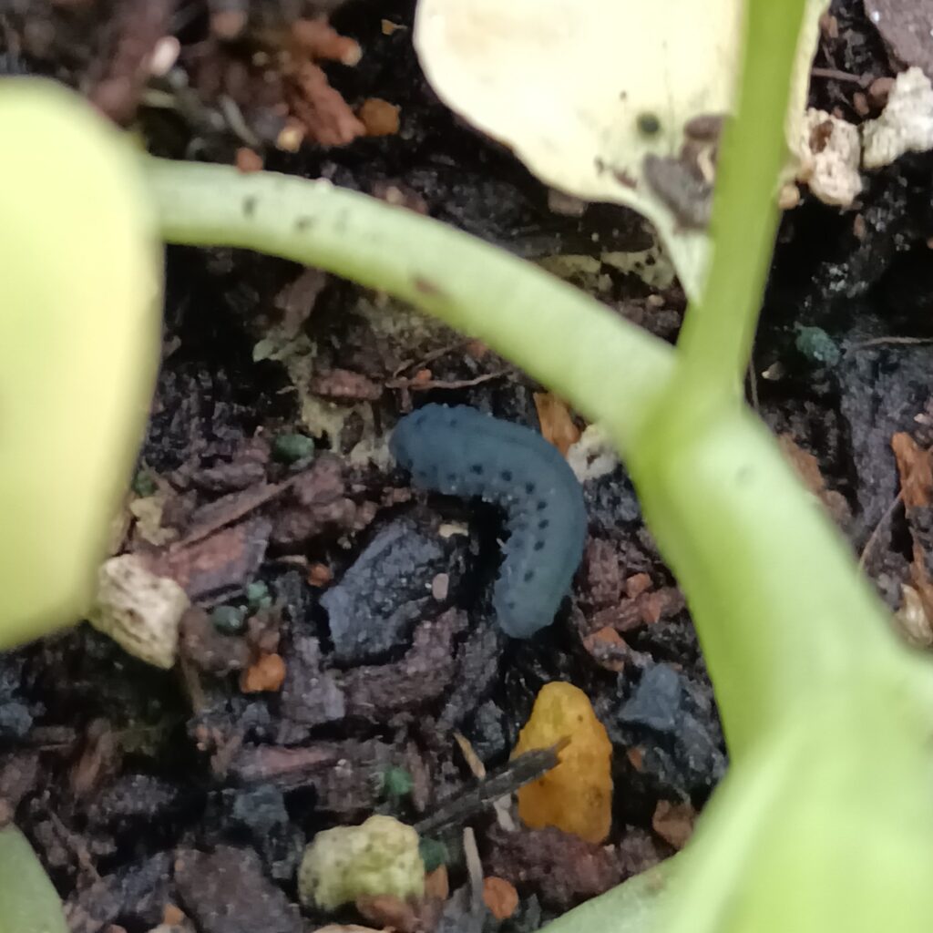 家庭菜園 プランター栽培 チンゲン菜 2025 カブラハバチ 害虫