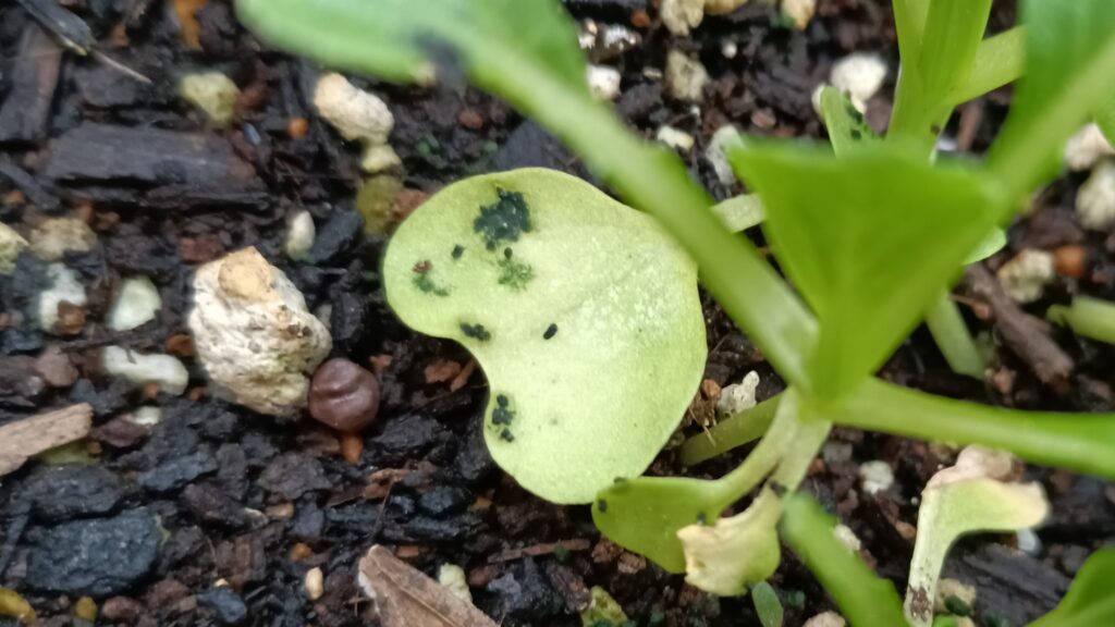 家庭菜園 プランター栽培 チンゲン菜 2025