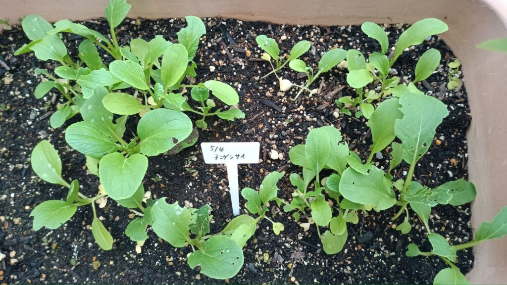 家庭菜園 プランター栽培 チンゲン菜 2025 カブラハバチ 害虫