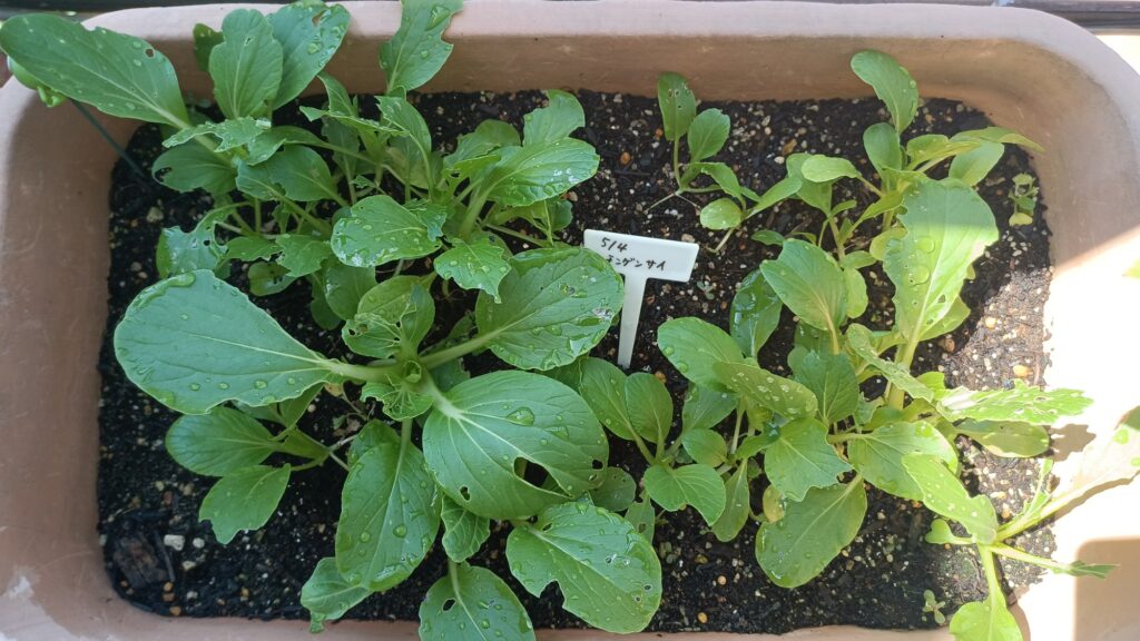 家庭菜園 プランター栽培 チンゲン菜 2025 カブラハバチ 害虫