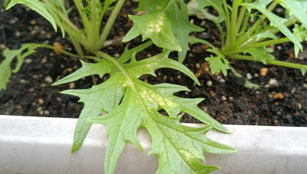 2025年 家庭菜園 プランター栽培 水菜