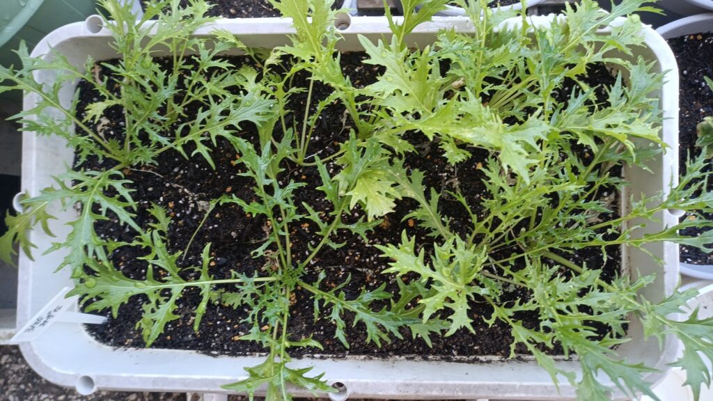 2025年 家庭菜園 プランター栽培 水菜 害虫