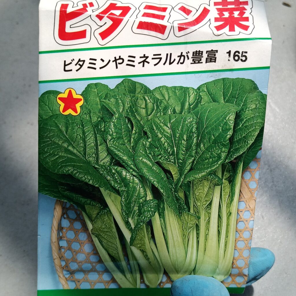 家庭菜園 2025 プランター菜園 ビタミン菜