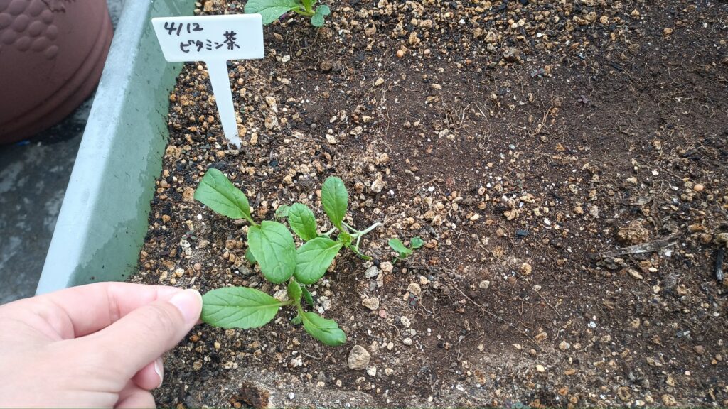 家庭菜園 2025 プランター菜園 ビタミン菜