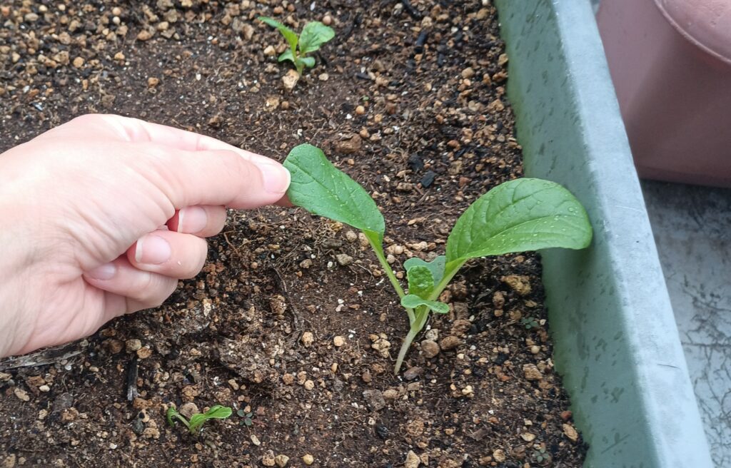 家庭菜園 2025 プランター菜園 ビタミン菜