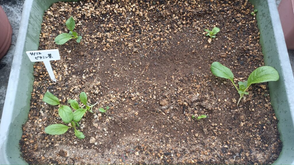 家庭菜園 2025 プランター菜園 ビタミン菜
