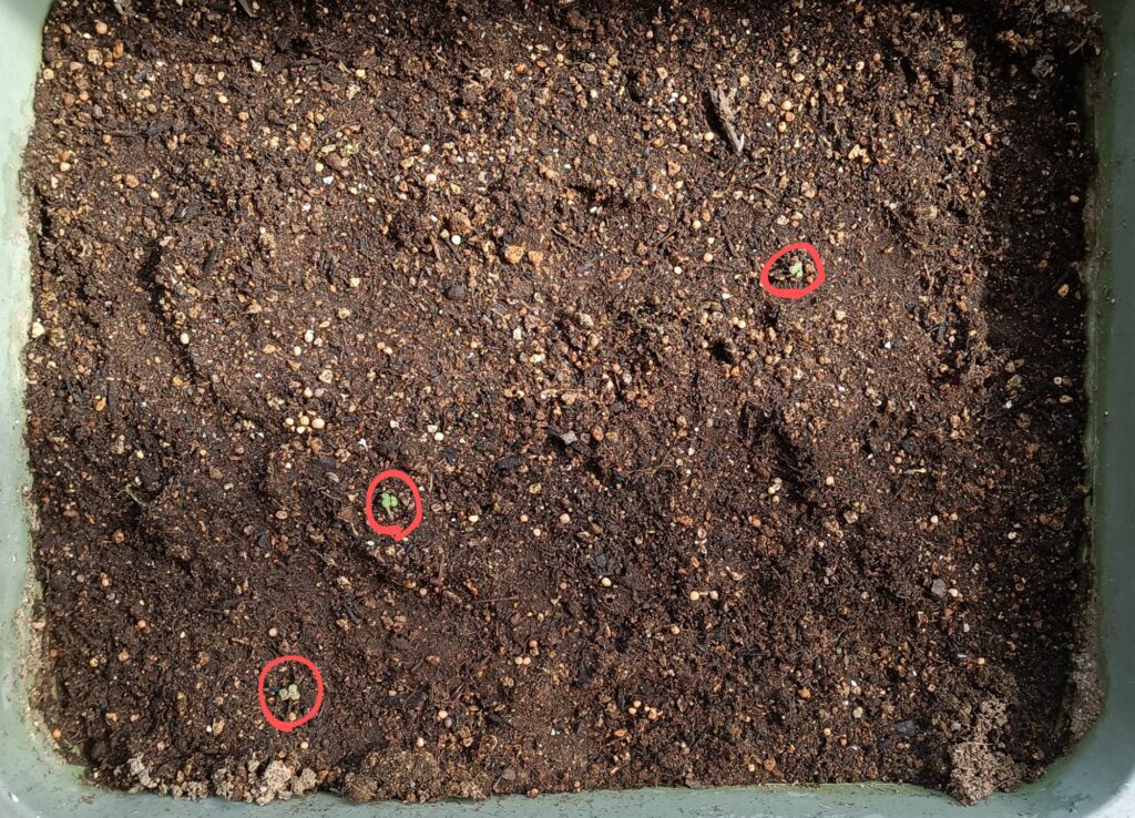 家庭菜園 2025 プランター菜園 ビタミン菜