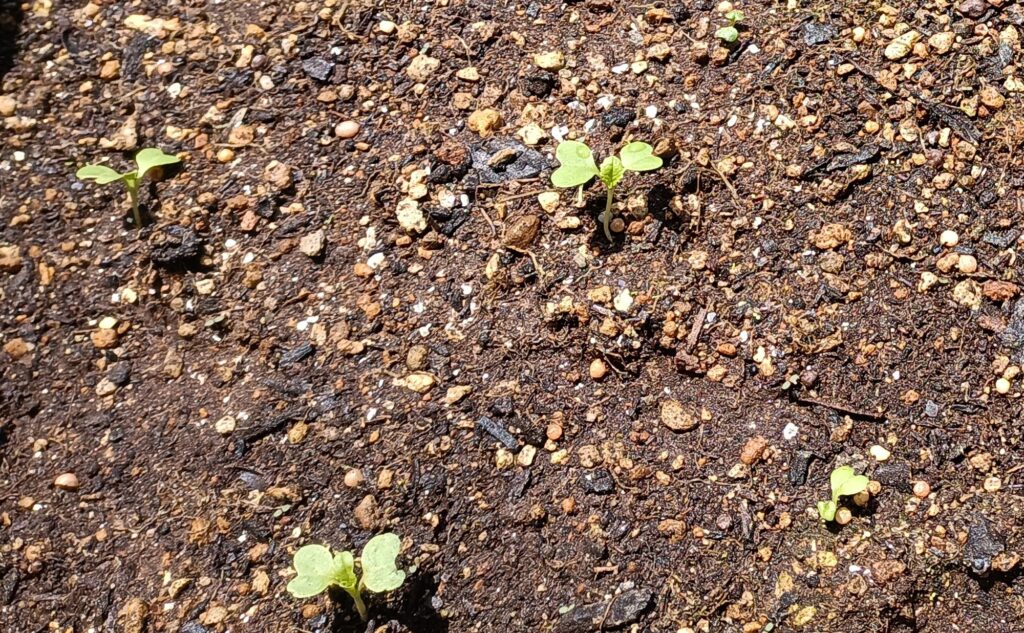 家庭菜園 2025 プランター菜園 ビタミン菜