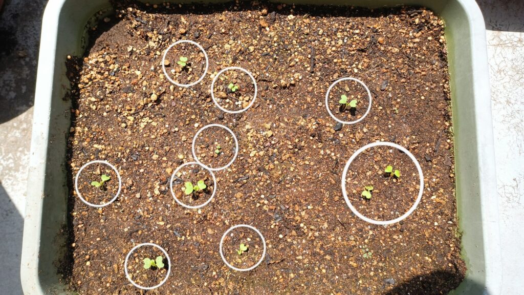 家庭菜園 2025 プランター菜園 ビタミン菜