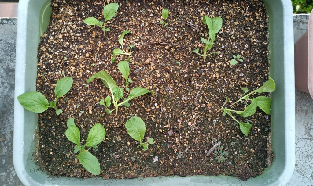家庭菜園 2025 プランター菜園 ビタミン菜