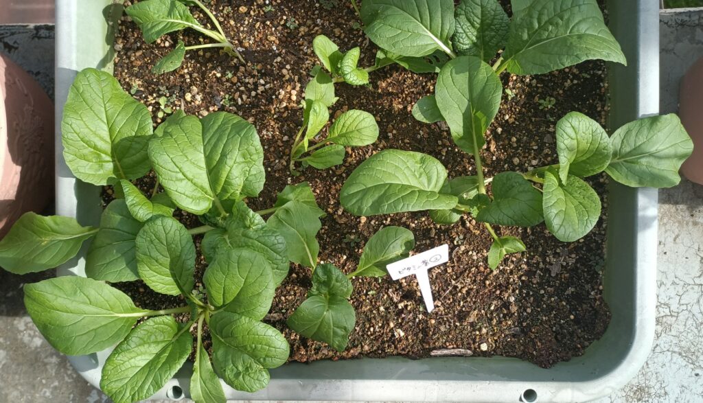 家庭菜園 2025 プランター菜園 ビタミン菜