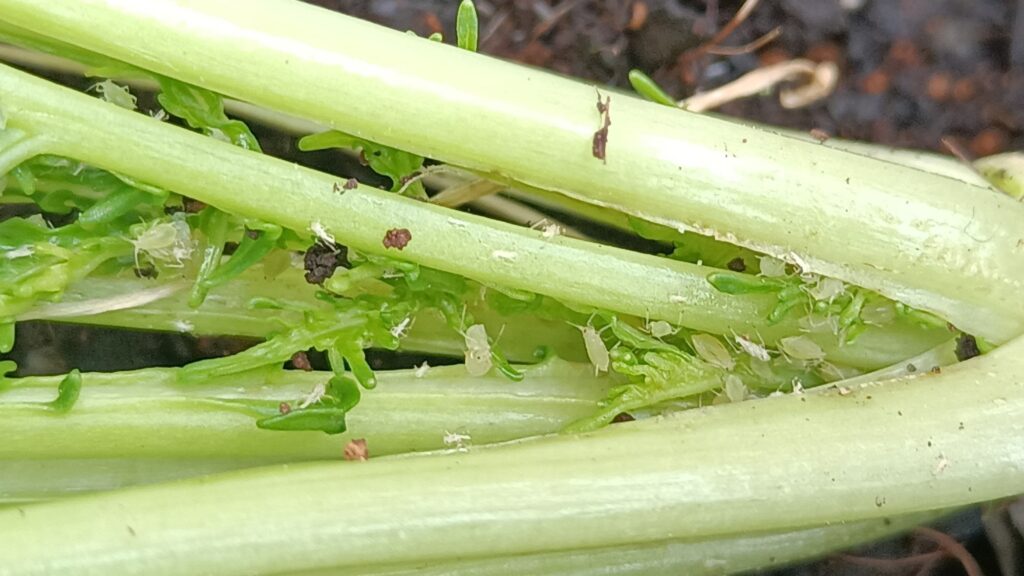 2025年 家庭菜園 プランター栽培 水菜 害虫