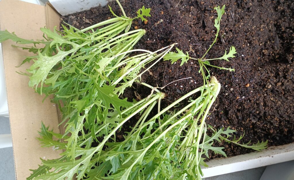 2025年 家庭菜園 プランター栽培 水菜 害虫