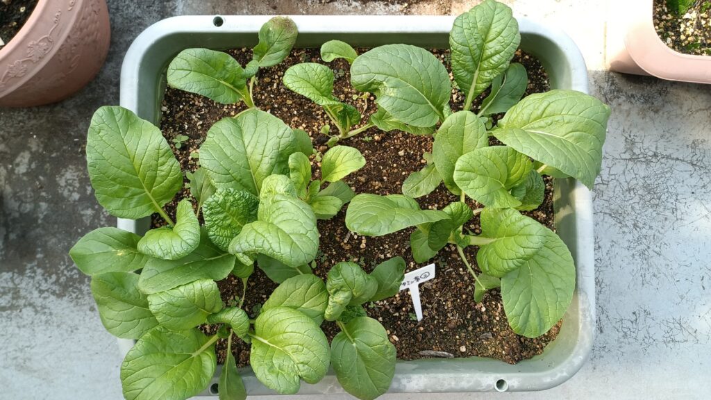 家庭菜園 2025 プランター菜園 ビタミン菜