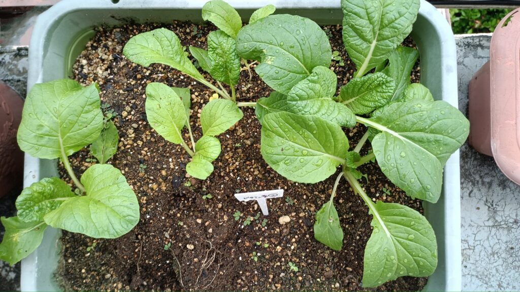 家庭菜園 2025 プランター菜園 ビタミン菜