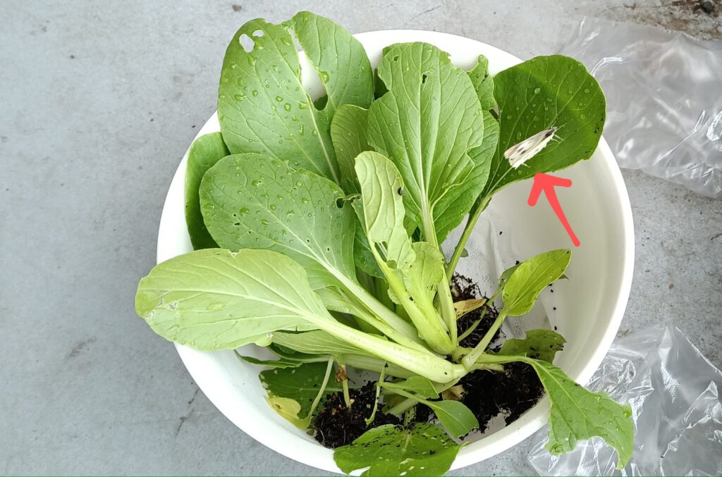 家庭菜園 2025 プランター菜園 ビタミン菜