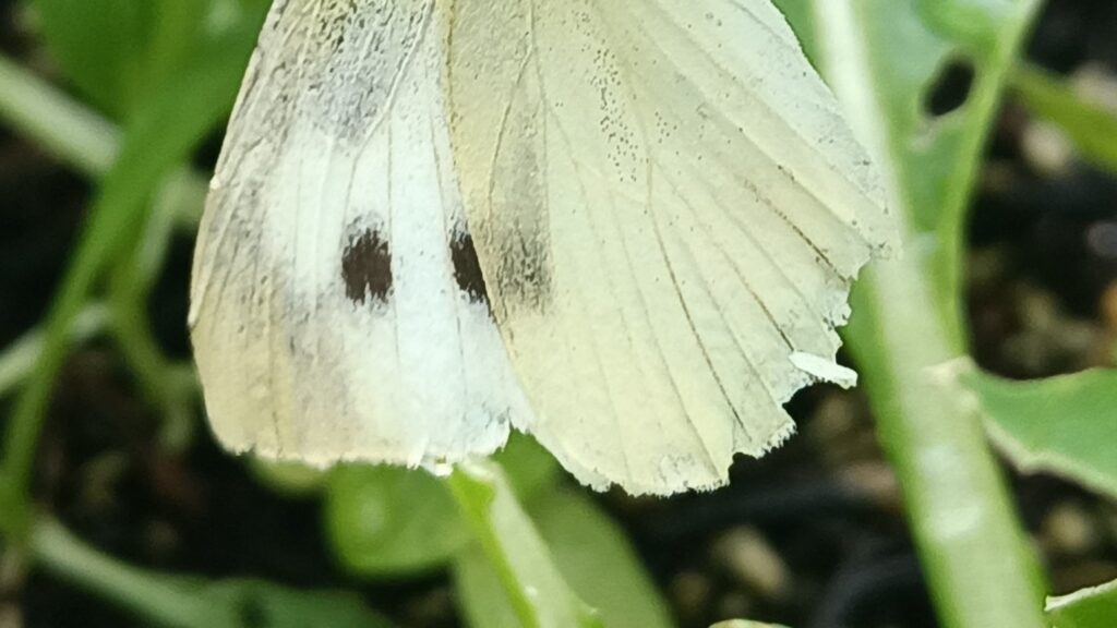 家庭菜園 プランター栽培 チンゲン菜 2025