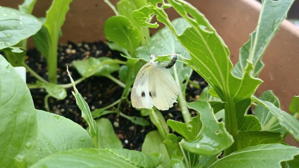 家庭菜園 プランター栽培 チンゲン菜 2025