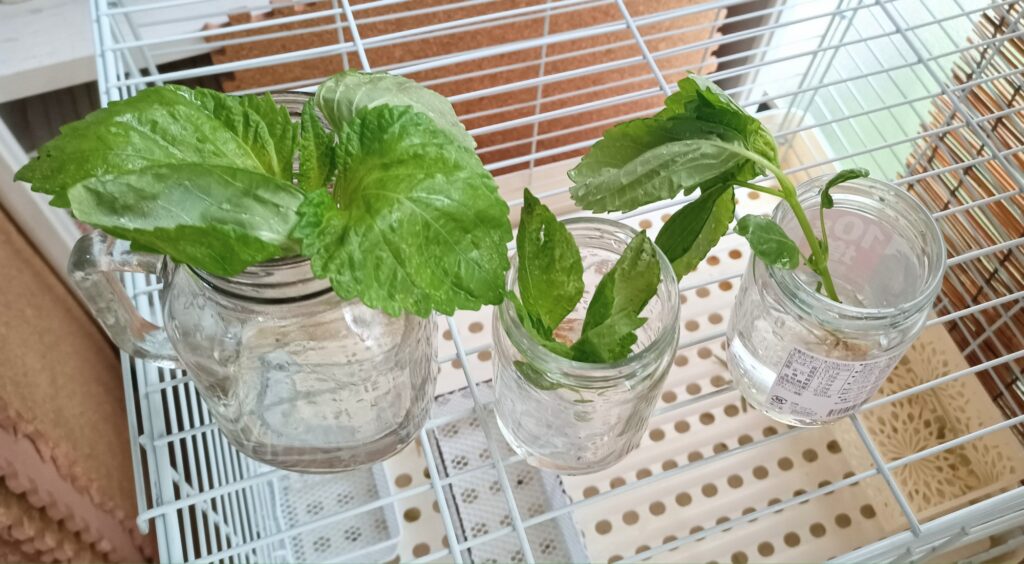 家庭菜園 2025 プランター 青しそ 大葉 種