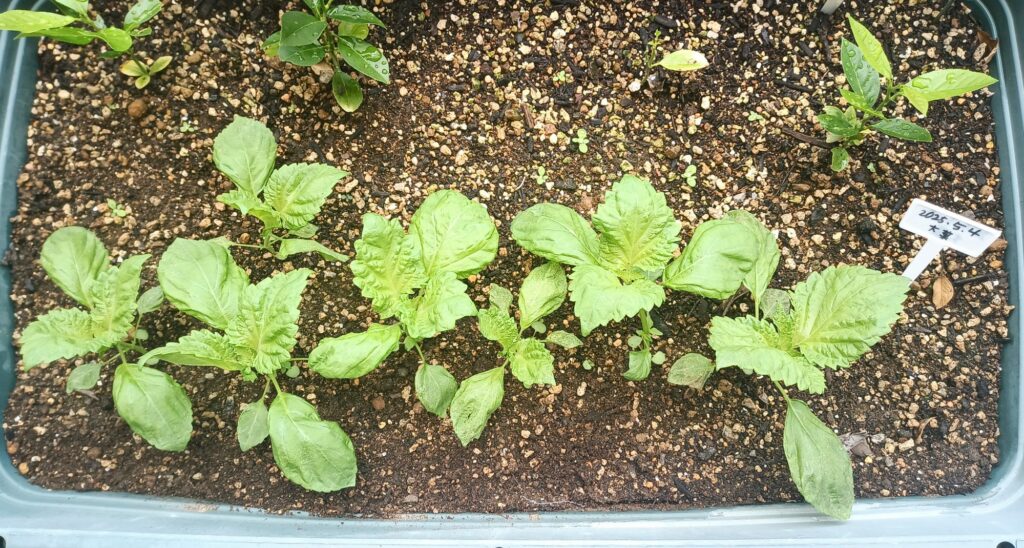 家庭菜園 2025 プランター 青しそ 大葉 種