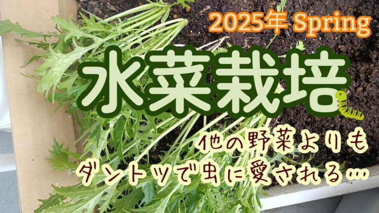 2025年　春　家庭菜園　水菜　プランター菜園