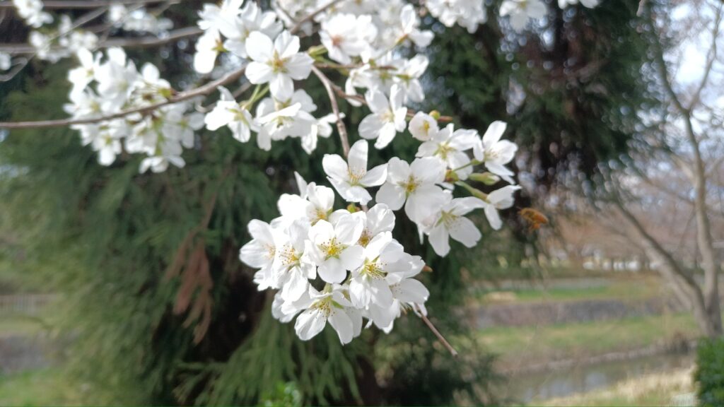 2025年3月　ウォーキング　桜　小瀬