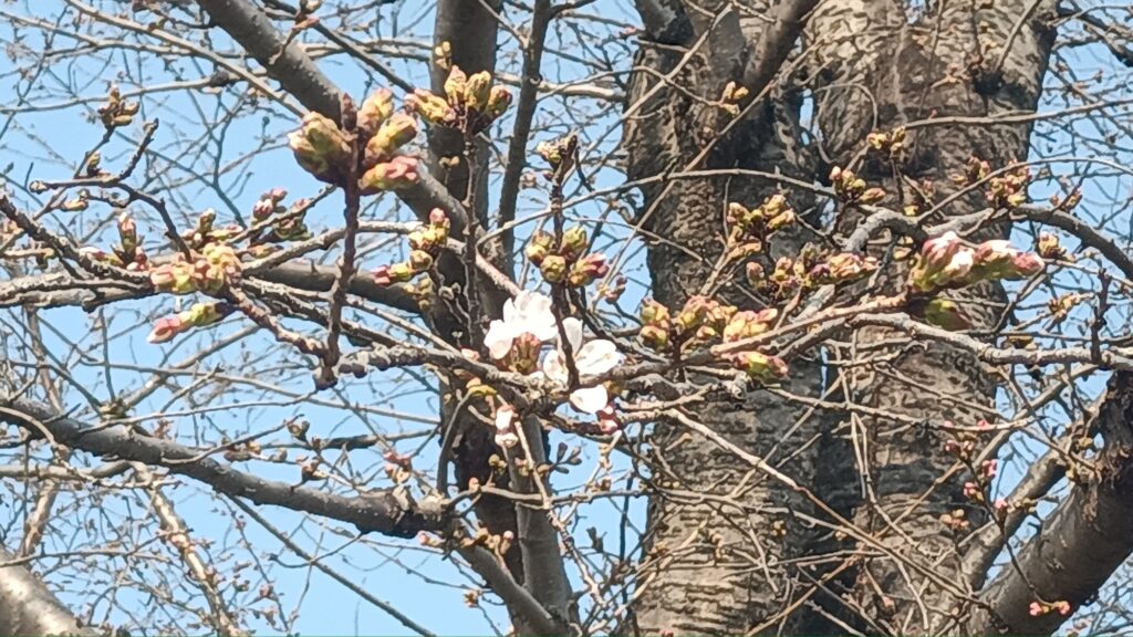 3月26日　小瀬ウォーキング　桜