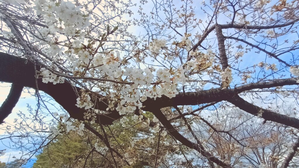 2025年3月　ウォーキング　桜　小瀬