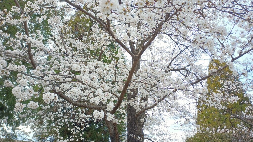 2025年3月　ウォーキング　桜　小瀬
