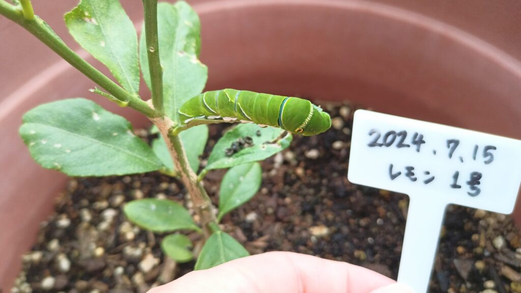 2025年 小さすぎるアゲハ蝶の幼虫を保護してみた