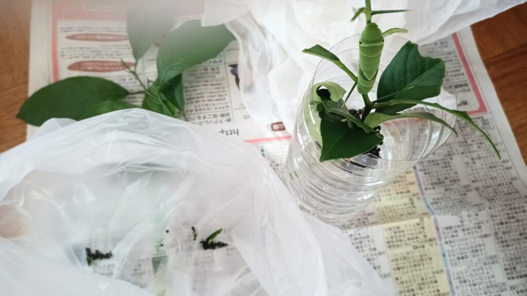 2025年 小さすぎるアゲハ蝶の幼虫を保護してみた