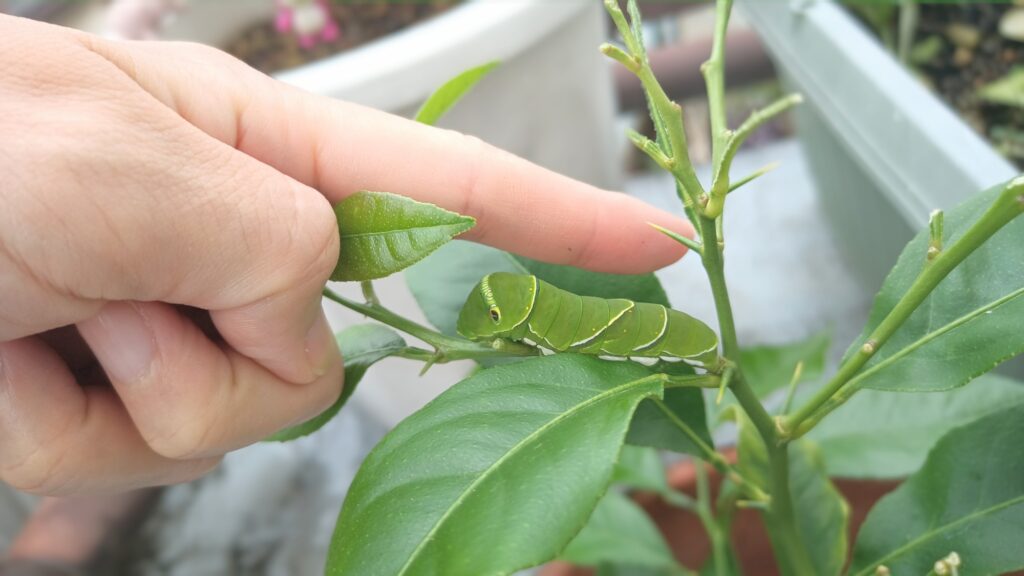 2025年 小さすぎるアゲハ蝶の幼虫を保護してみた