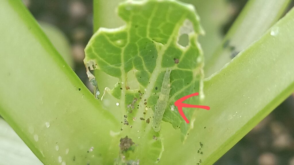 家庭菜園 プランター栽培 チンゲン菜 2025 カブラハバチ 害虫