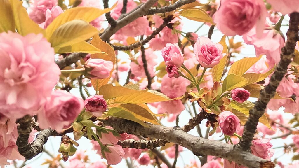 2025年 4月ウォーキング 桜