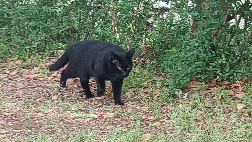 2025年 4月ウォーキング 猫