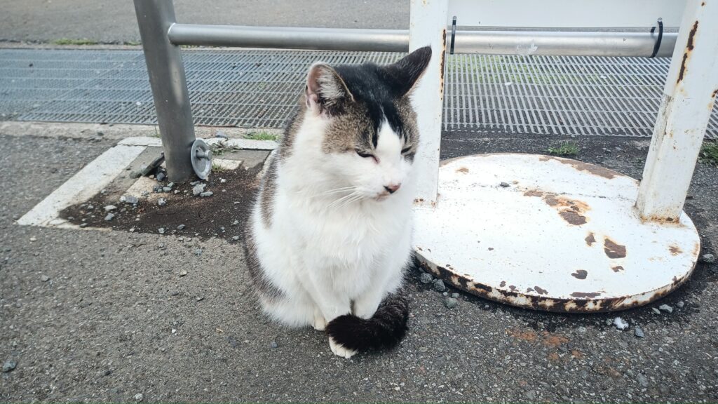 2025年 4月ウォーキング 猫