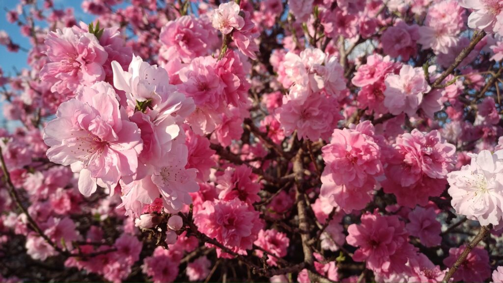 2025年 4月ウォーキング 桜