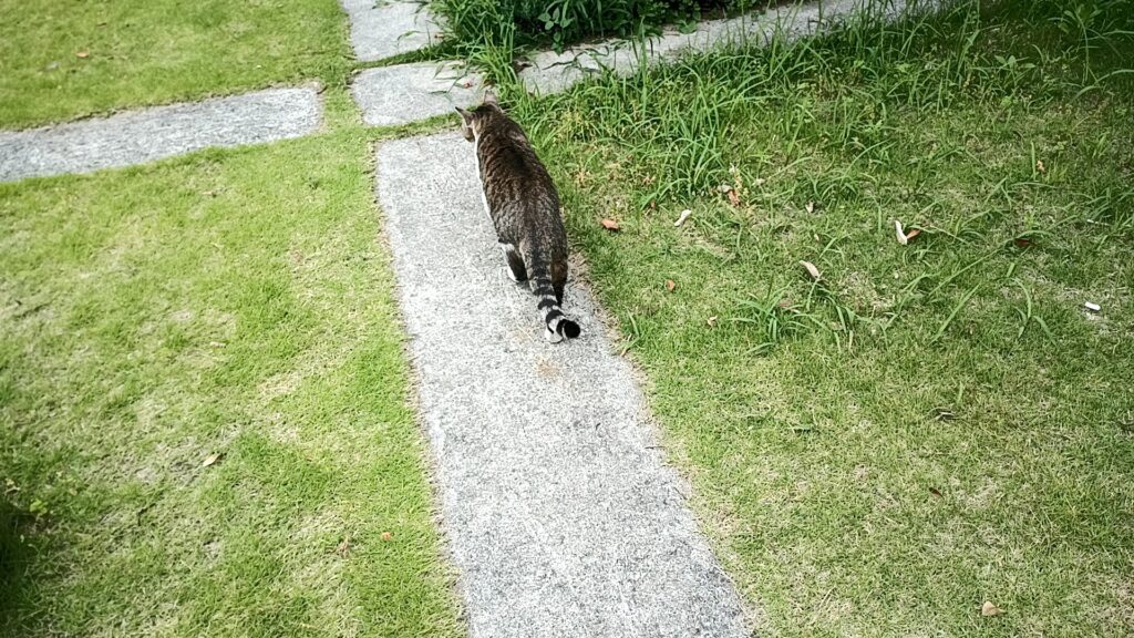 5月ウォーキングの楽しみ 猫